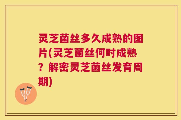 灵芝菌丝多久成熟的图片(灵芝菌丝何时成熟？解密灵芝菌丝发育周期)