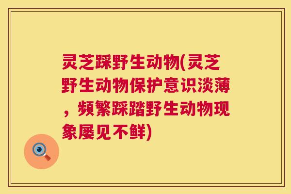 灵芝踩野生动物(灵芝野生动物保护意识淡薄,频繁踩踏野生动物现象屡见不鲜) 灵芝踩野生动物(灵芝野生动物保护意识淡薄,频繁踩踏野生动物现象屡见不鲜)