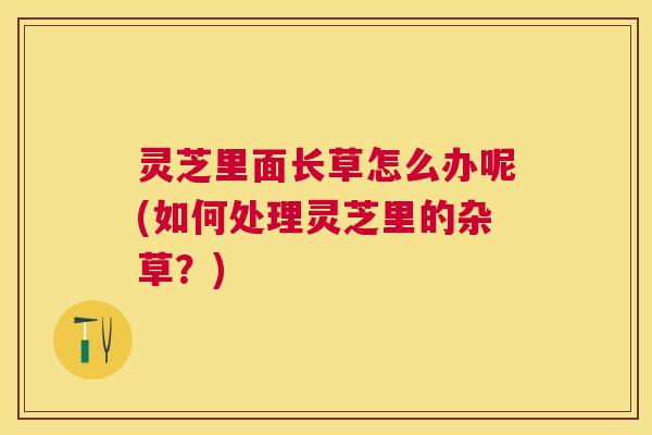 灵芝里面长草怎么办呢(如何处理灵芝里的杂草?) 灵芝里面长草怎么办呢(如何处理灵芝里的杂草?)