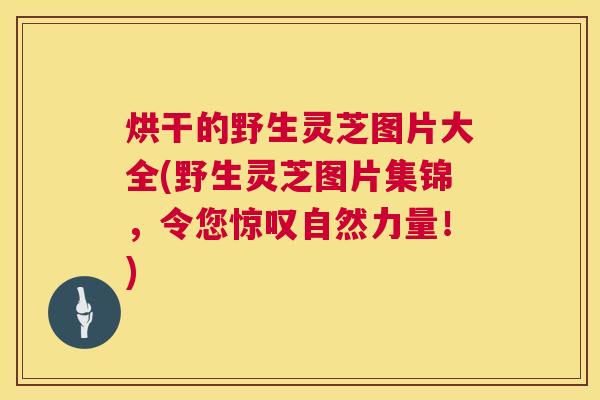烘干的野生灵芝图片大全(野生灵芝图片集锦,令您惊叹自然力量!) 烘干的野生灵芝图片大全(野生灵芝图片集锦,令您惊叹自然力量!)