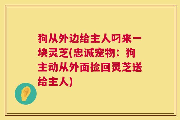 狗从外边给主人叼来一块灵芝(忠诚宠物:狗主动从外面捡回灵芝送给主人) 狗从外边给主人叼来一块灵芝(忠诚宠物:狗主动从外面捡回灵芝送给主人)