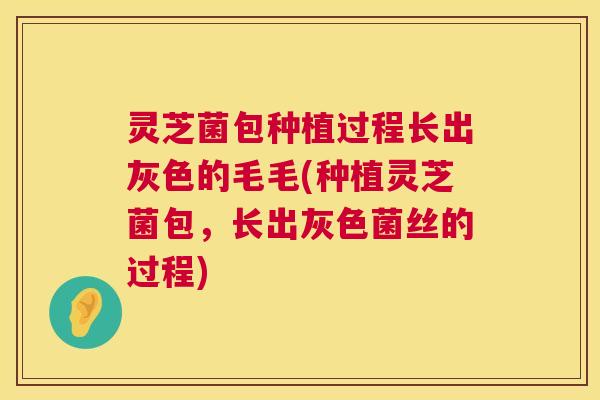 灵芝菌包种植过程长出灰色的毛毛(种植灵芝菌包,长出灰色菌丝的过程) 灵芝菌包种植过程长出灰色的毛毛(种植灵芝菌包,长出灰色菌丝的过程)