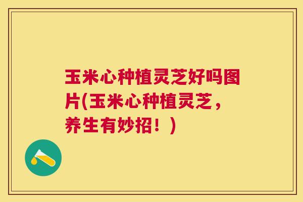 玉米心种植灵芝好吗图片(玉米心种植灵芝，养生有妙招！)
