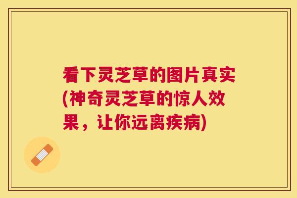 看下灵芝草的图片真实(神奇灵芝草的惊人效果,让你远离) 看下灵芝草的图片真实(神奇灵芝草的惊人效果,让你远离)