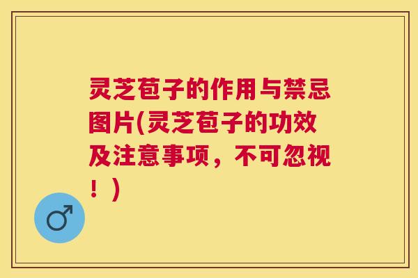 灵芝苞子的作用与禁忌图片(灵芝苞子的功效及注意事项,不可忽视!) 灵芝苞子的作用与禁忌图片(灵芝苞子的功效及注意事项,不可忽视!)