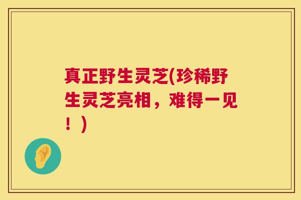 真正野生灵芝(珍稀野生灵芝亮相,难得一见!) 真正野生灵芝(珍稀野生灵芝亮相,难得一见!)