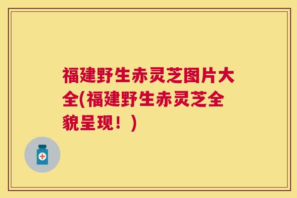 福建野生赤灵芝图片大全(福建野生赤灵芝全貌呈现！)