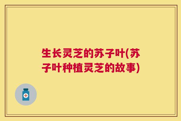 生长灵芝的苏子叶(苏子叶种植灵芝的故事) 生长灵芝的苏子叶(苏子叶种植灵芝的故事)