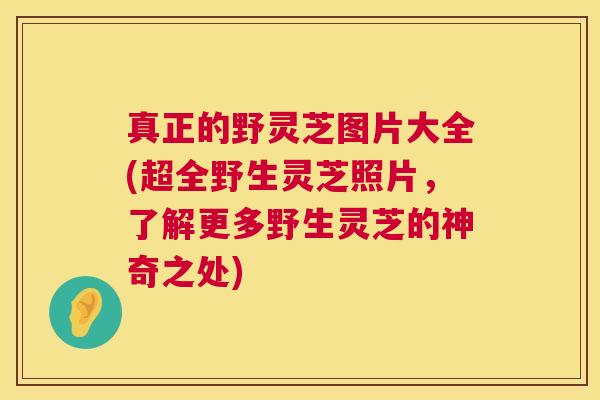 真正的野灵芝图片大全(超全野生灵芝照片，了解更多野生灵芝的神奇之处)