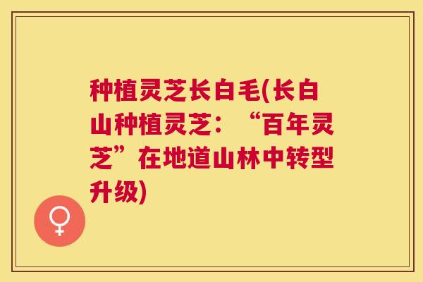 种植灵芝长白毛(长白山种植灵芝:“百年灵芝”在地道山林中转型升级) 种植灵芝长白毛(长白山种植灵芝:“百年灵芝”在地道山林中转型升级)