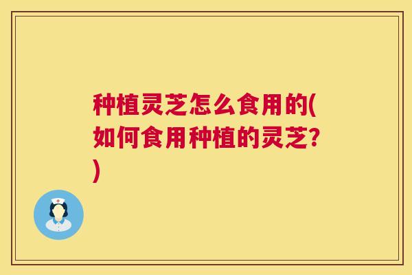 种植灵芝怎么食用的(如何食用种植的灵芝？)