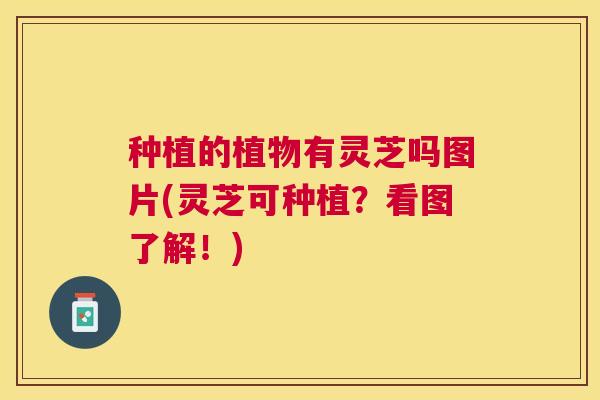 种植的植物有灵芝吗图片(灵芝可种植?看图了解!) 种植的植物有灵芝吗图片(灵芝可种植?看图了解!)