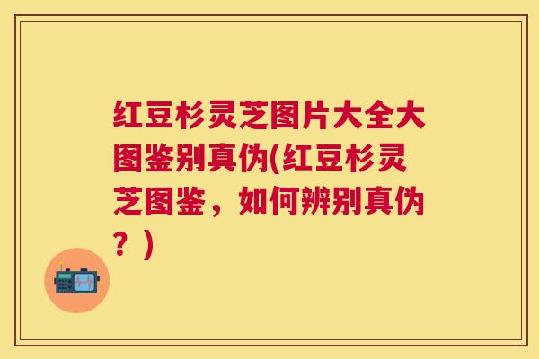 红豆杉灵芝图片大全大图鉴别真伪(红豆杉灵芝图鉴,如何辨别真伪?) 红豆杉灵芝图片大全大图鉴别真伪(红豆杉灵芝图鉴,如何辨别真伪?)