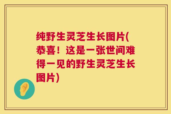 纯野生灵芝生长图片(恭喜!这是一张世间难得一见的野生灵芝生长图片) 纯野生灵芝生长图片(恭喜!这是一张世间难得一见的野生灵芝生长图片)