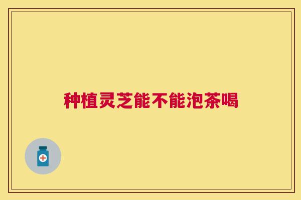 种植灵芝能不能泡茶喝