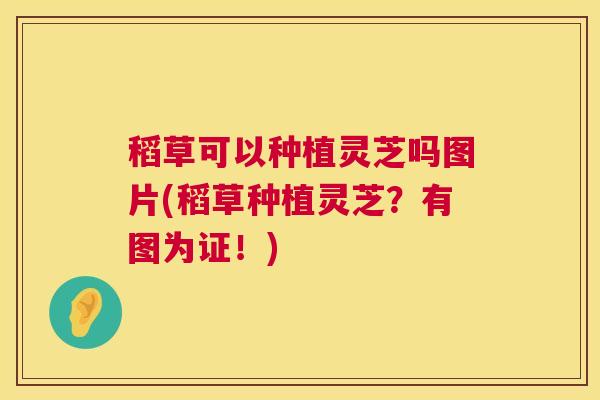 稻草可以种植灵芝吗图片(稻草种植灵芝?有图为证!) 稻草可以种植灵芝吗图片(稻草种植灵芝?有图为证!)