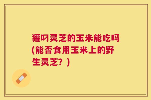 獾叼灵芝的玉米能吃吗(能否食用玉米上的野生灵芝？)