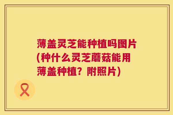 薄盖灵芝能种植吗图片(种什么灵芝蘑菇能用薄盖种植?附照片) 薄盖灵芝能种植吗图片(种什么灵芝蘑菇能用薄盖种植?附照片)