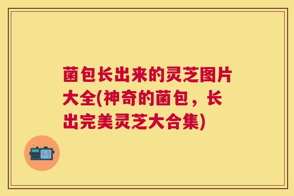 菌包长出来的灵芝图片大全(神奇的菌包，长出完美灵芝大合集)