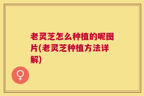 老灵芝怎么种植的呢图片(老灵芝种植方法详解) 老灵芝怎么种植的呢图片(老灵芝种植方法详解)