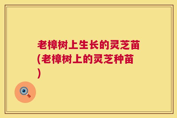 老樟树上生长的灵芝苗(老樟树上的灵芝种苗) 老樟树上生长的灵芝苗(老樟树上的灵芝种苗)