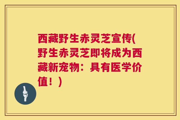 西藏野生赤灵芝宣传(野生赤灵芝即将成为西藏新宠物：具有医学价值！)