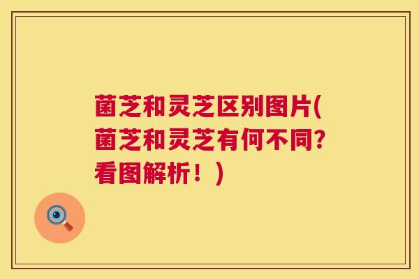 菌芝和灵芝区别图片(菌芝和灵芝有何不同?看图解析!) 菌芝和灵芝区别图片(菌芝和灵芝有何不同?看图解析!)