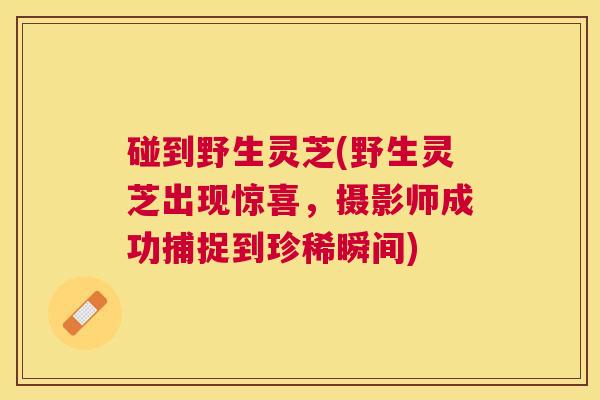 碰到野生灵芝(野生灵芝出现惊喜,摄影师成功捕捉到珍稀瞬间) 碰到野生灵芝(野生灵芝出现惊喜,摄影师成功捕捉到珍稀瞬间)