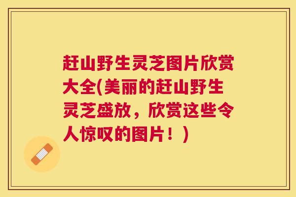 赶山野生灵芝图片欣赏大全(美丽的赶山野生灵芝盛放,欣赏这些令人惊叹的图片!) 赶山野生灵芝图片欣赏大全(美丽的赶山野生灵芝盛放,欣赏这些令人惊叹的图片!)