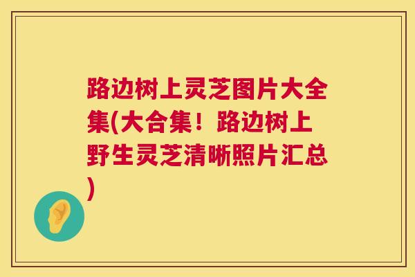 路边树上灵芝图片大全集(大合集！路边树上野生灵芝清晰照片汇总)