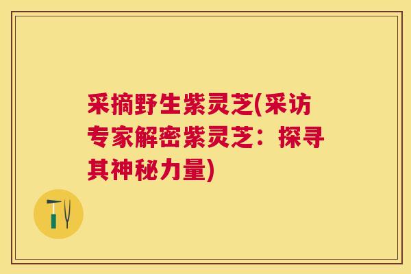 采摘野生紫灵芝(采访专家解密紫灵芝:探寻其神秘力量) 采摘野生紫灵芝(采访专家解密紫灵芝:探寻其神秘力量)