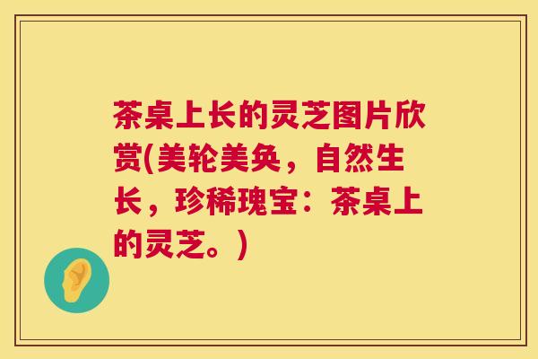 茶桌上长的灵芝图片欣赏(美轮美奂,自然生长,珍稀瑰宝:茶桌上的灵芝。) 茶桌上长的灵芝图片欣赏(美轮美奂,自然生长,珍稀瑰宝:茶桌上的灵芝。)