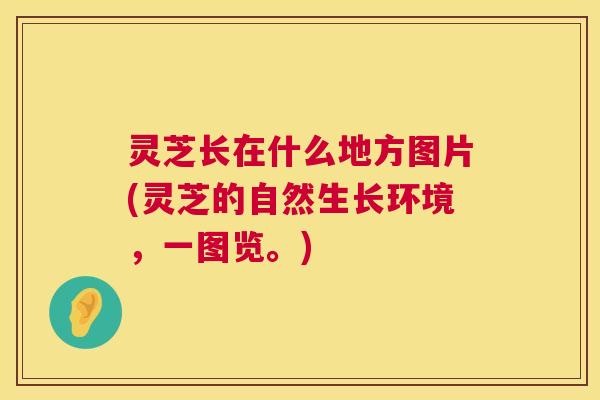 灵芝长在什么地方图片(灵芝的自然生长环境,一图览。) 灵芝长在什么地方图片(灵芝的自然生长环境,一图览。)