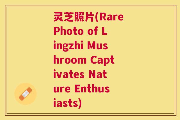 灵芝照片(Rare Photo of Lingzhi Mushroom Captivates Nature Enthusiasts) 灵芝照片(Rare Photo of Lingzhi Mushroom Captivates Nature Enthusiasts)