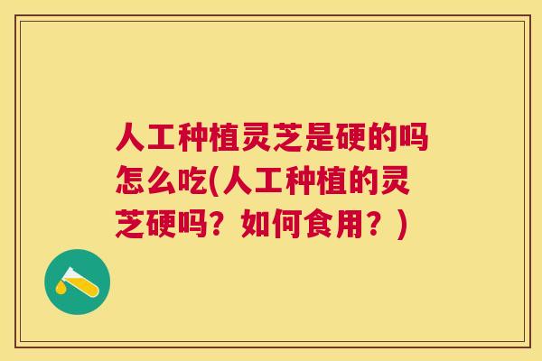 人工种植灵芝是硬的吗怎么吃(人工种植的灵芝硬吗？如何食用？)