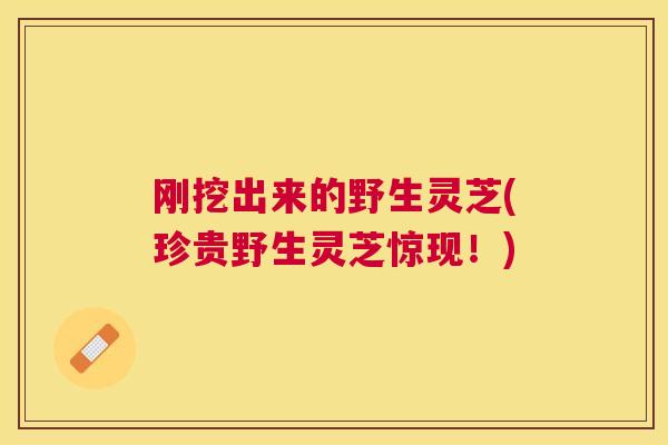刚挖出来的野生灵芝(珍贵野生灵芝惊现！)