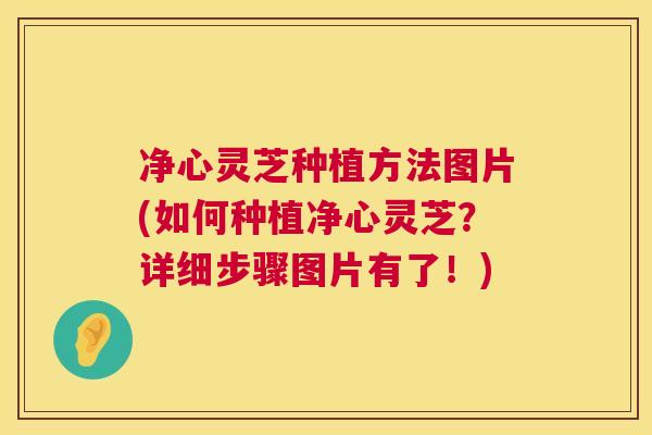 净心灵芝种植方法图片(如何种植净心灵芝?详细步骤图片有了!) 净心灵芝种植方法图片(如何种植净心灵芝?详细步骤图片有了!)