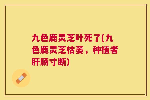 九色鹿灵芝叶死了(九色鹿灵芝枯萎，种植者肠寸断)