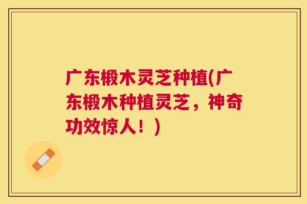 广东椴木灵芝种植(广东椴木种植灵芝,神奇功效惊人!) 广东椴木灵芝种植(广东椴木种植灵芝,神奇功效惊人!)