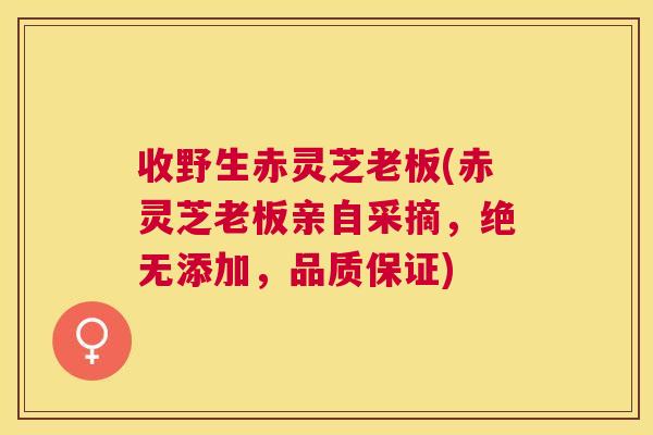 收野生赤灵芝老板(赤灵芝老板亲自采摘,绝无添加,品质保证) 收野生赤灵芝老板(赤灵芝老板亲自采摘,绝无添加,品质保证)