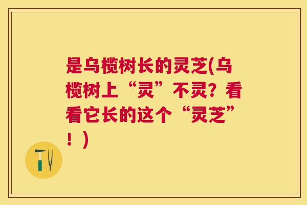 是乌榄树长的灵芝(乌榄树上“灵”不灵？看看它长的这个“灵芝”！)