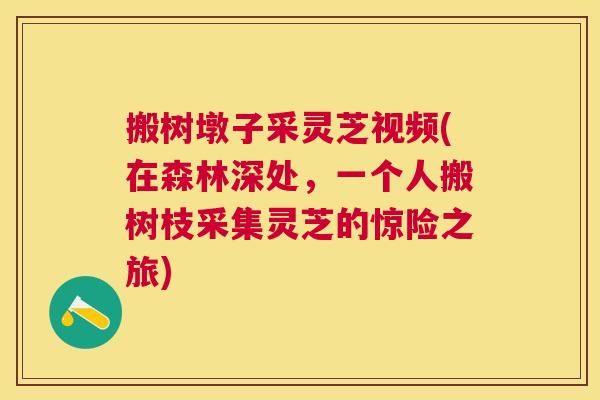 搬树墩子采灵芝视频(在森林深处,一个人搬树枝采集灵芝的惊险之旅) 搬树墩子采灵芝视频(在森林深处,一个人搬树枝采集灵芝的惊险之旅)