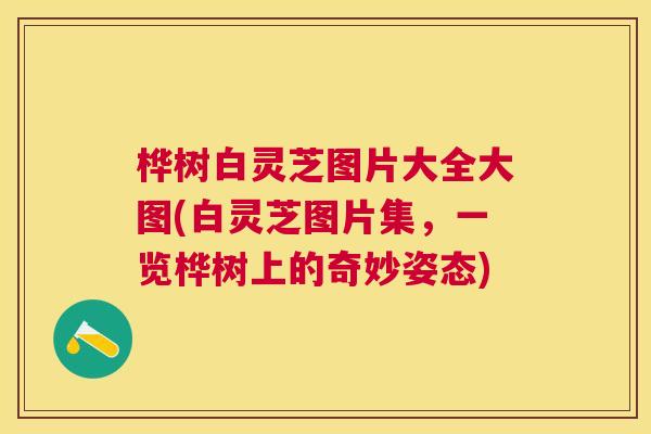桦树白灵芝图片大全大图(白灵芝图片集，一览桦树上的奇妙姿态)