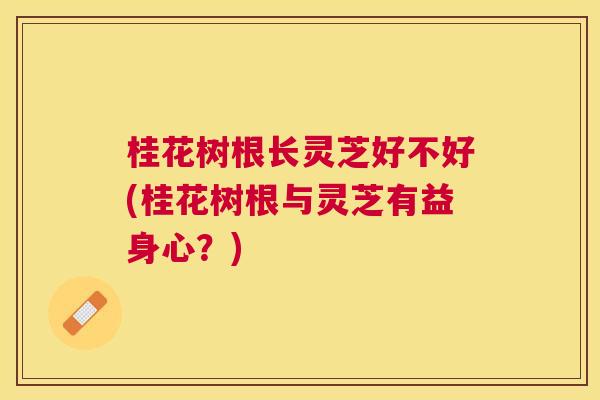 桂花树根长灵芝好不好(桂花树根与灵芝有益身心?) 桂花树根长灵芝好不好(桂花树根与灵芝有益身心?)
