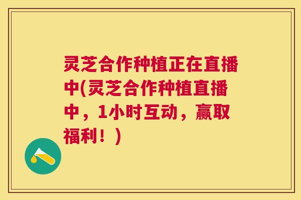 灵芝合作种植正在直播中(灵芝合作种植直播中，1小时互动，赢取福利！)