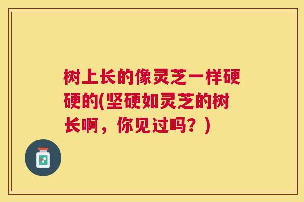 树上长的像灵芝一样硬硬的(坚硬如灵芝的树长啊,你见过吗?) 树上长的像灵芝一样硬硬的(坚硬如灵芝的树长啊,你见过吗?)