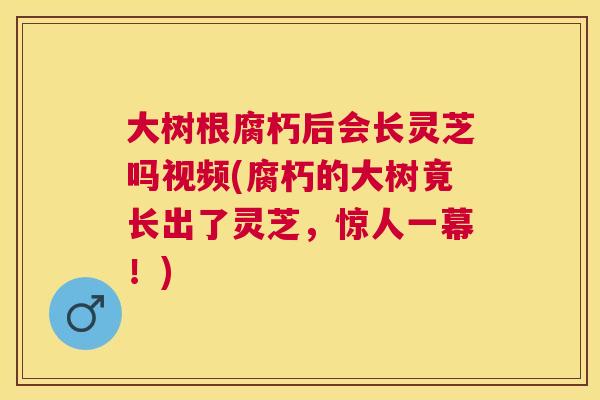 大树根腐朽后会长灵芝吗视频(腐朽的大树竟长出了灵芝,惊人一幕!) 大树根腐朽后会长灵芝吗视频(腐朽的大树竟长出了灵芝,惊人一幕!)