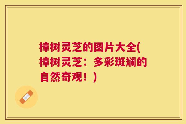 樟树灵芝的图片大全(樟树灵芝：多彩斑斓的自然奇观！)