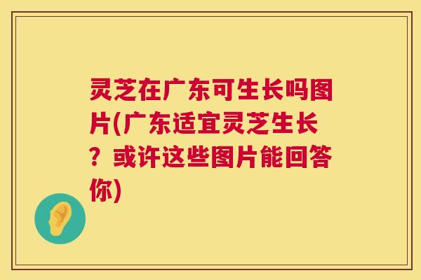 灵芝在广东可生长吗图片(广东适宜灵芝生长?或许这些图片能回答你) 灵芝在广东可生长吗图片(广东适宜灵芝生长?或许这些图片能回答你)