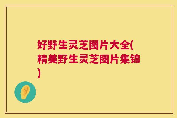 好野生灵芝图片大全(精美野生灵芝图片集锦) 好野生灵芝图片大全(精美野生灵芝图片集锦)